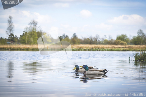 Image of Ducks in a river in idyllic nature in the spring