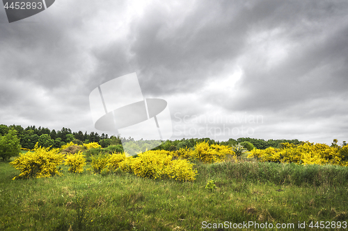 Image of Broom bushes with yellow golden leaves