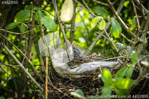 Image of Newly hatched blackbirds relaxing in a birds nest