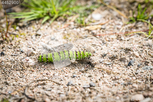 Image of A Small Emperor Moth caterpillar passing a trail