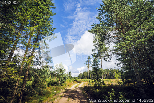 Image of Road in a nordic forest