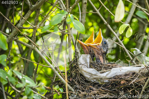 Image of Two hatched blackbirds in a birds nest