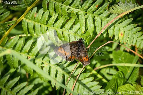 Image of Arran brown butterfly on a large green leaf