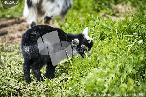 Image of Little black goat youngster in black color