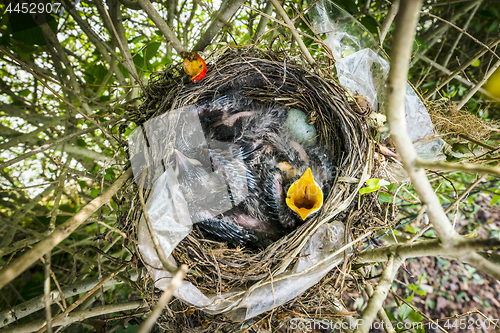 Image of Birdnest from above with newly hatched blackbirds 