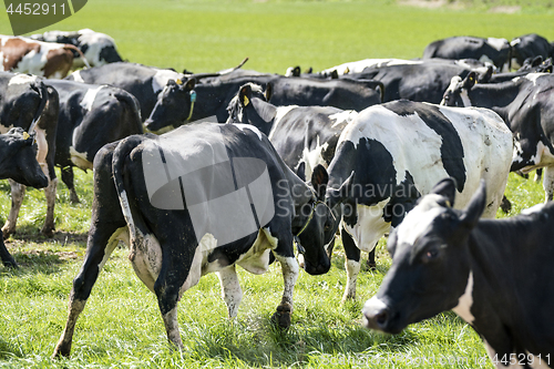 Image of Cows in head to head battle