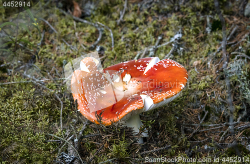 Image of Poison Amanita Muscaria mushroom growing