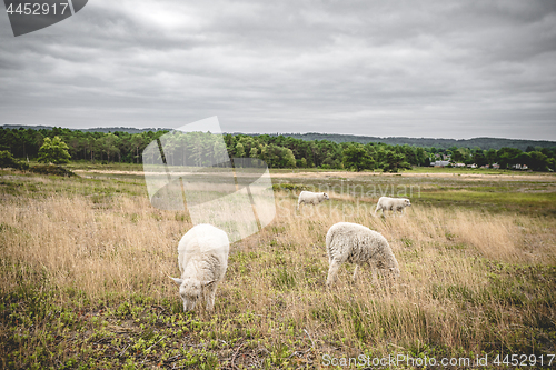 Image of Sheep on a meadow with golden grass