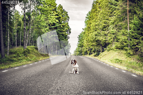 Image of Dog sitting in the middle of the road