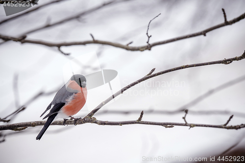 Image of Eurasian Bullfinch sitting on a twig in the winter