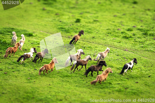 Image of Wild horses running on a green meadow