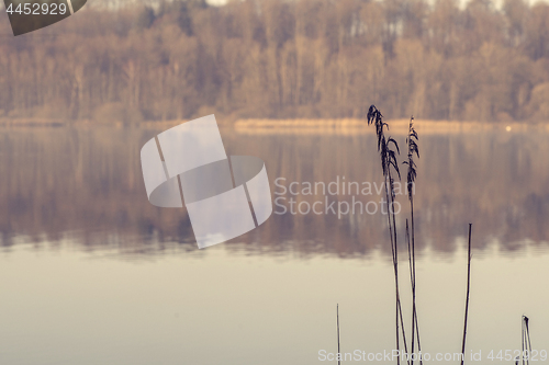 Image of Two rushes by an idyllic lake in the morning sun