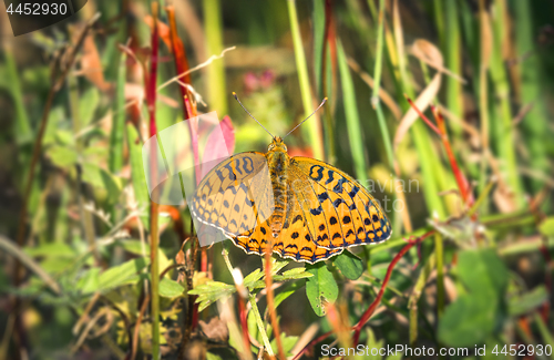 Image of High brown fritillary butterfly in green nature