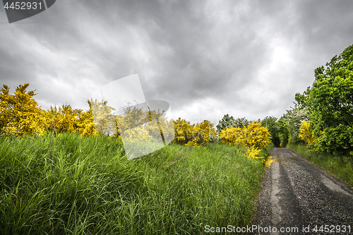 Image of Yellow brrom bushes by a roadside in cloudy weather