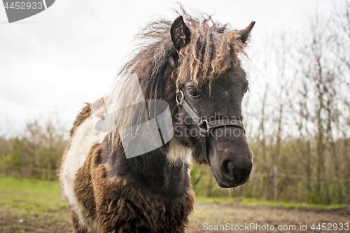 Image of Brown horse with funny hair