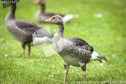 Image of You goose standing on green grass with fluffy feathers