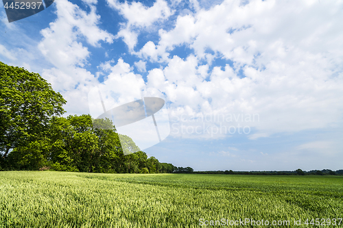Image of Landscape with fields of grain in the summer