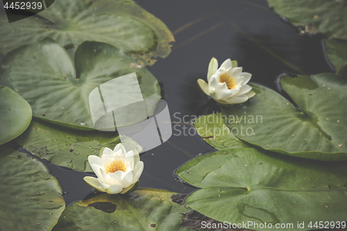 Image of White lily flowers in calm and dark water