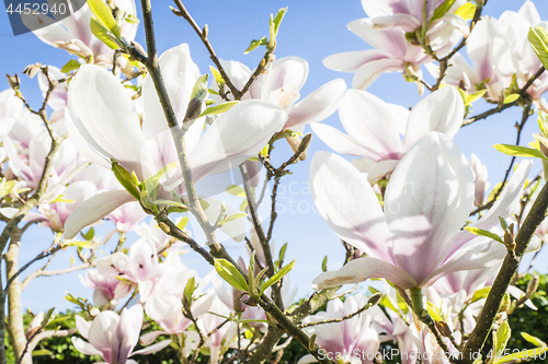 Image of Magnolia tree with white flowers in the summer