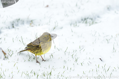 Image of Yellowhammer in the snow looking for food