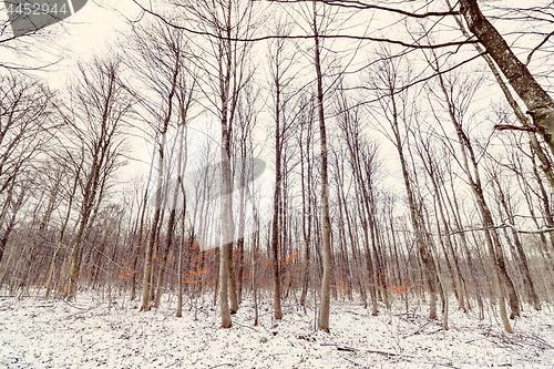 Image of Wintertime scenery in a forest