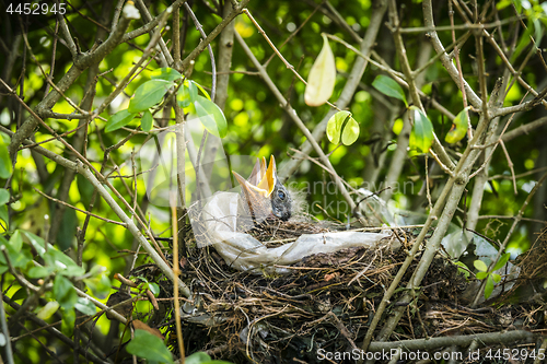 Image of Hungry blackbirds in the springtime calling for food