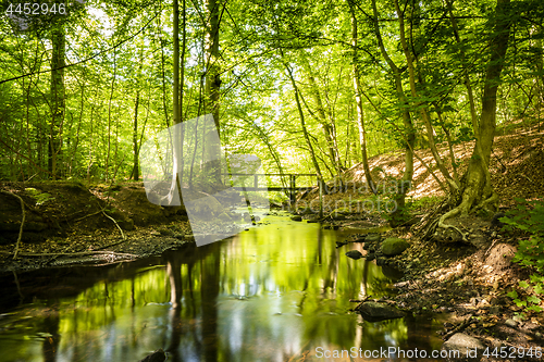 Image of Green forest with a river running through