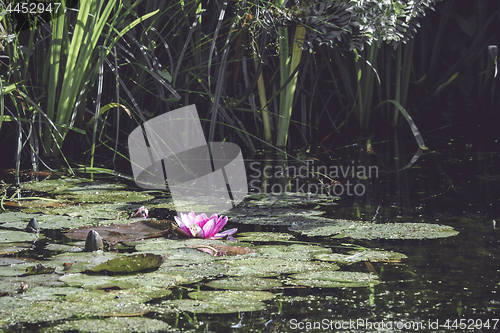 Image of Pink water lily in a small pond