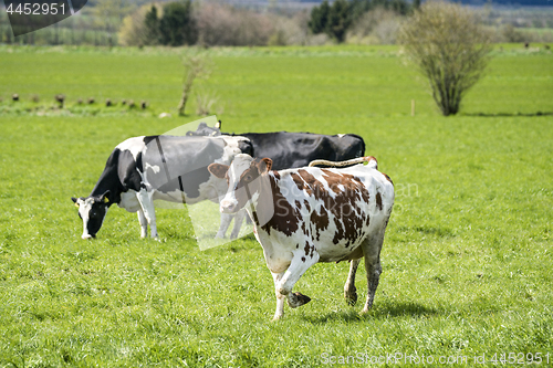 Image of White cow with brown spots