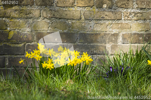 Image of Flowerbed with yellow daffodils