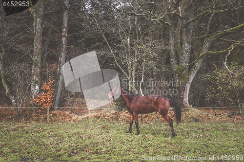 Image of Brown horse on a rural meadow in the fall