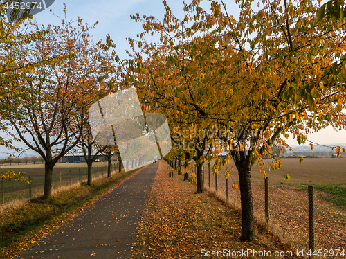 Image of Alley in autumn park with colorful foliage