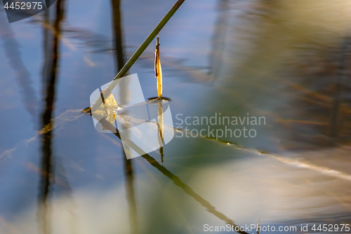 Image of Water plants