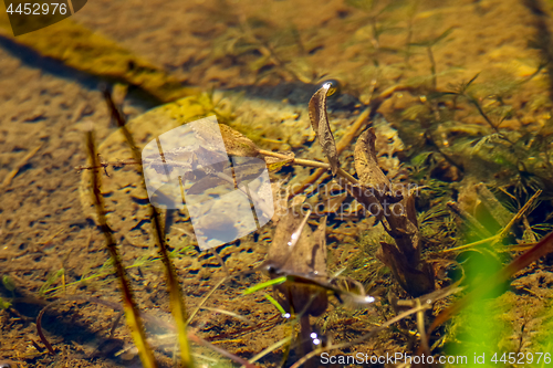 Image of Underwater plants