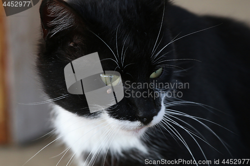 Image of Portrait of black and white cat