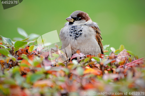Image of Sparrow on bush