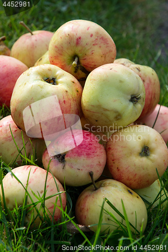 Image of  Ripe apples on the green grass.