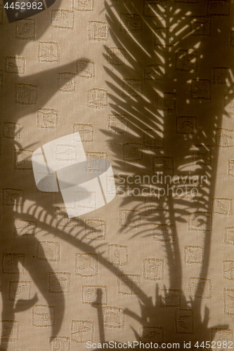 Image of Shadows of plants on curtains.