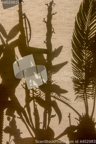 Image of Shadows of plants on curtains.