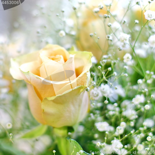 Image of Beautiful bouquet of yellow roses and white little flowers with blur background