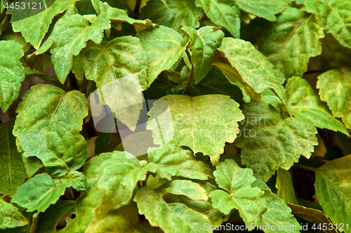 Image of close up of patchouli plant leaves