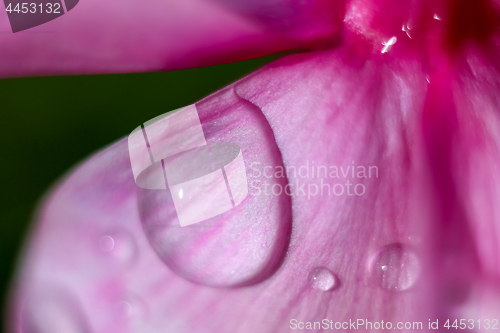 Image of Pink flower closeup