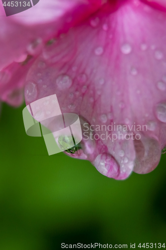 Image of Pink flower closeup