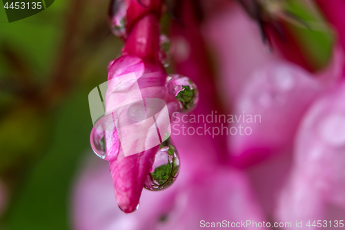 Image of Pink flower closeup