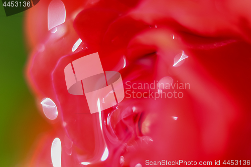 Image of Red rose closeup