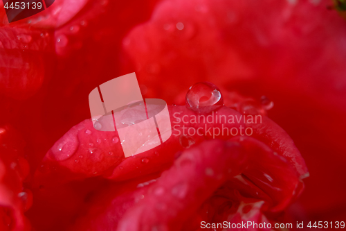 Image of Red rose closeup
