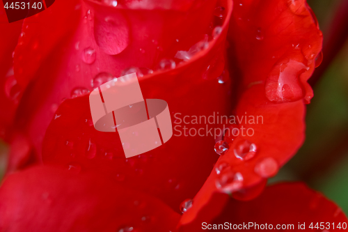 Image of Red rose closeup