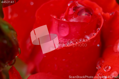 Image of Red rose closeup