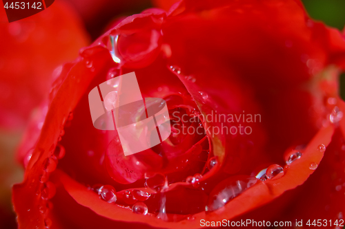 Image of Red rose closeup