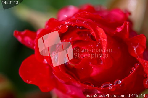 Image of Red rose closeup